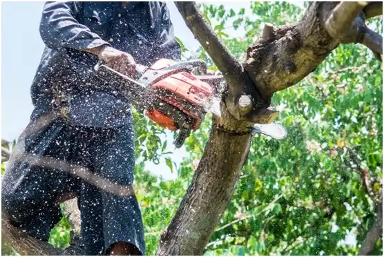 tree services Walters